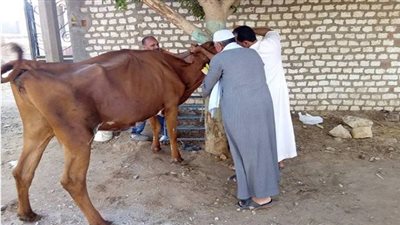 تحصين 106 ألف رأس ماشية ضد الحمى القلاعية والوادي المتصدع ببني سويف 