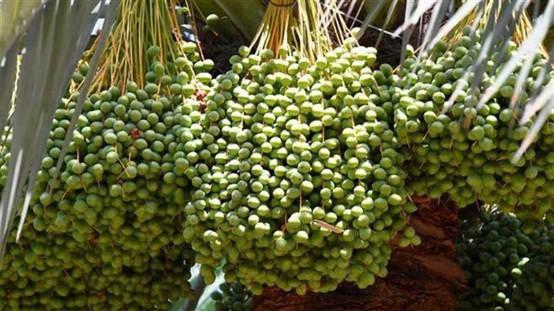 تفسير رؤية البلح