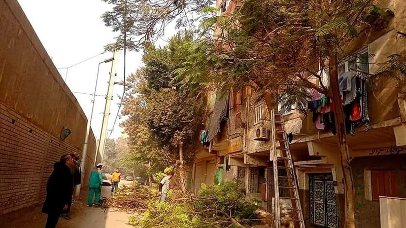 أعمال التشجير، فيتو