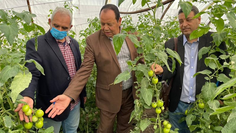 هجن الطماطم من إنتاج