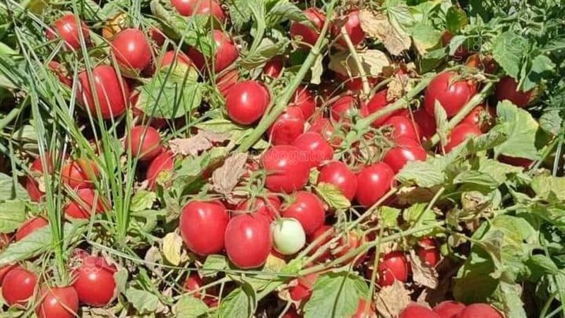 اسعار الطماطم، فيتو