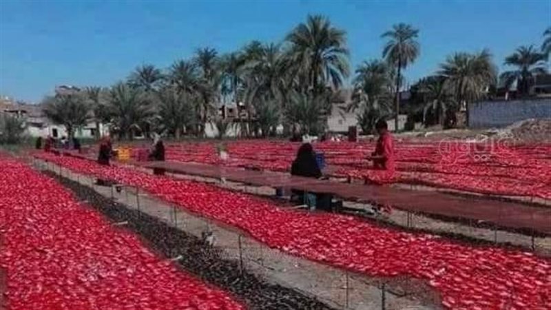 مناشر الطماطم في