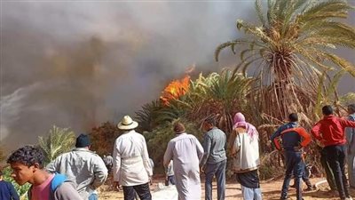  حريق هائل في مزارع نخيل بقرية الموشية بالوادي الجديد 