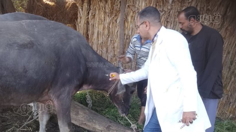  الحمى القلاعية والوادي