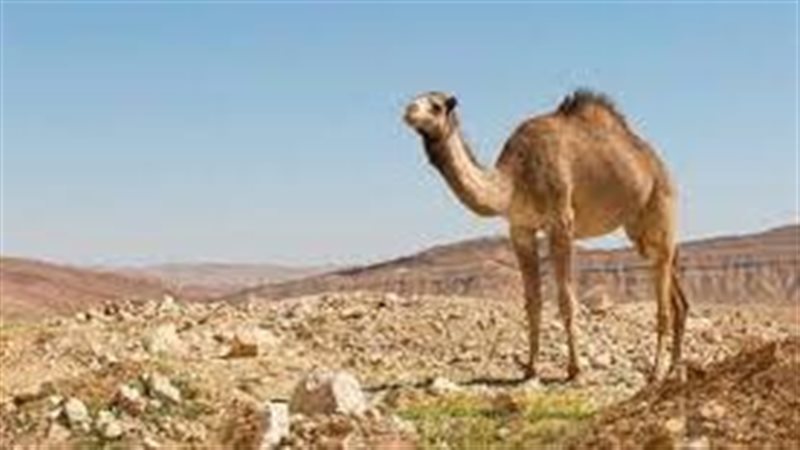 تفسير رؤية الجمل