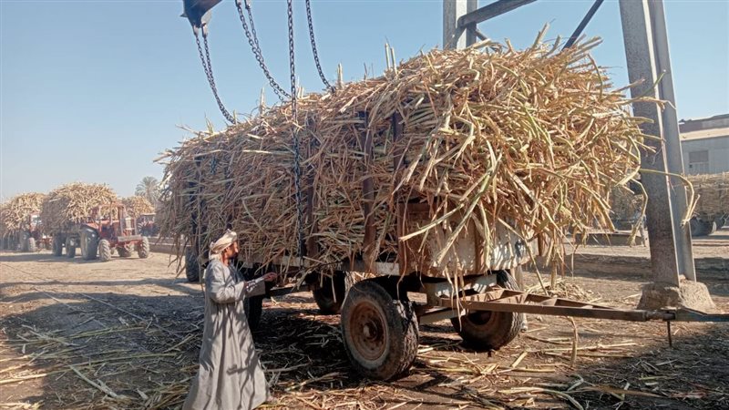 موسم توريد قصب السكر،فيتو