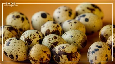 بعد ارتفاع أسعار الدواجن والبيض.. الزراعة تطرح بيض السمان بمنافذها (إنفوجراف)