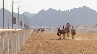 انطلاق سباق الهجن في جنوب سيناء 
