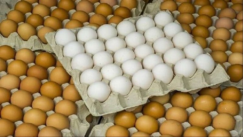 كرتونة البيض