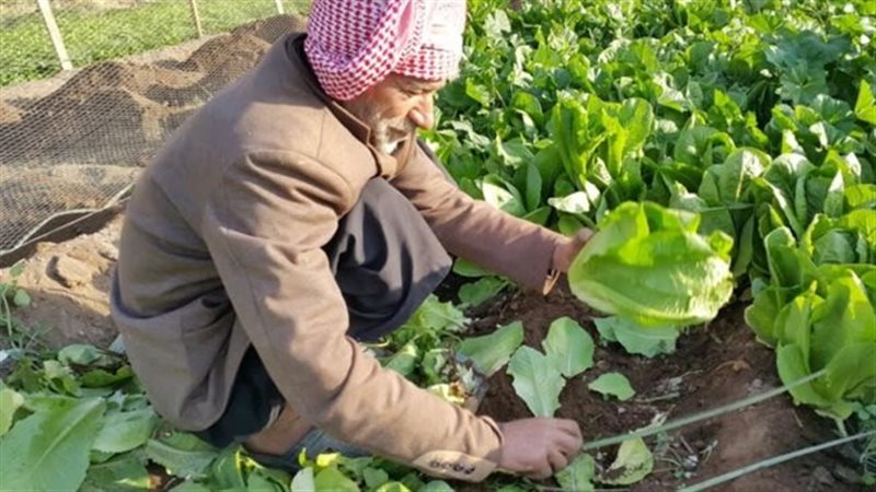 الزراعة 