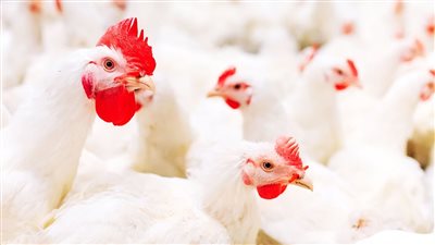 خطة التموين لتخفيض أسعار الدواجن.. التعاقد على 50 ألف طن ذرة صفراء.. ودراسة للإفراج عن كميات من الفول الصويا الموجودة بالموانئ