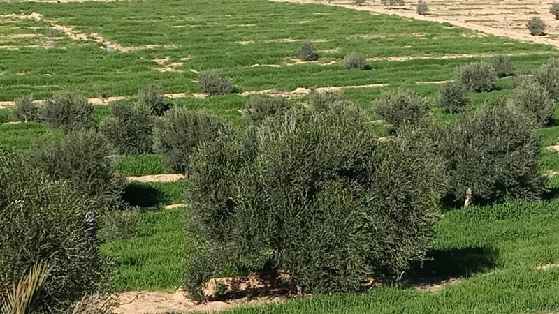 تجمع الغراء بالشيخ