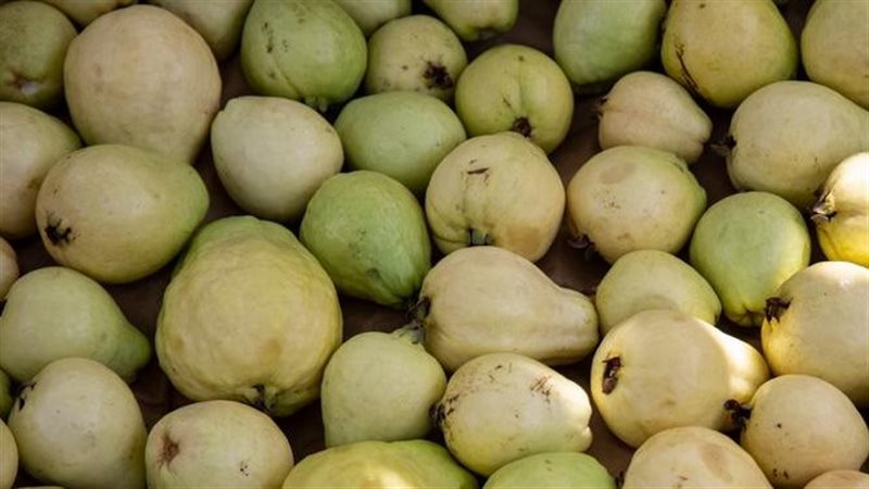 فوائد الجوافة، فيتو