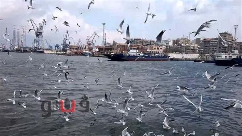 طيور النورس ببورسعيد،