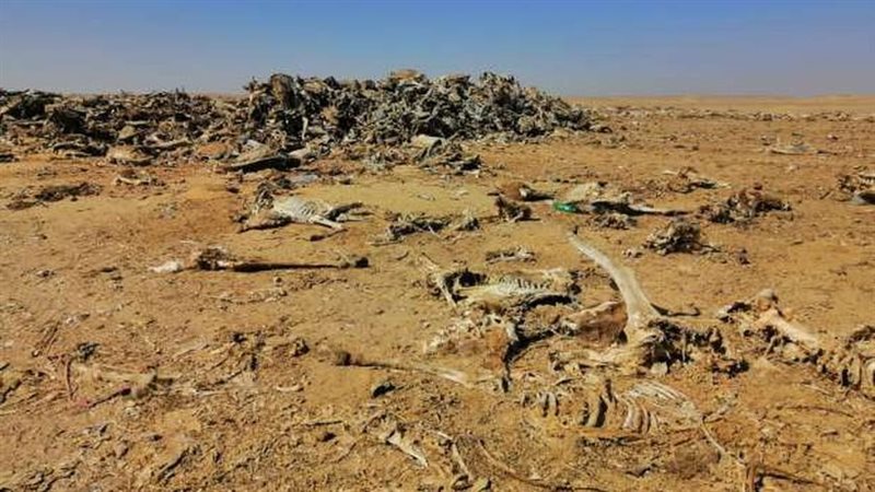 مقبرة جماعية للحمير