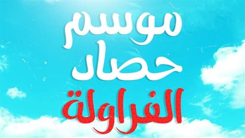 موسم حصاد الفراولة،
