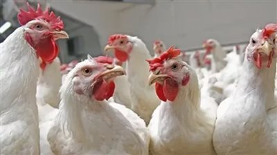 منتجو الدواجن:  أزمة نقص الأعلاف مستمرة  ونصف المزارع توقفت (فيديو)