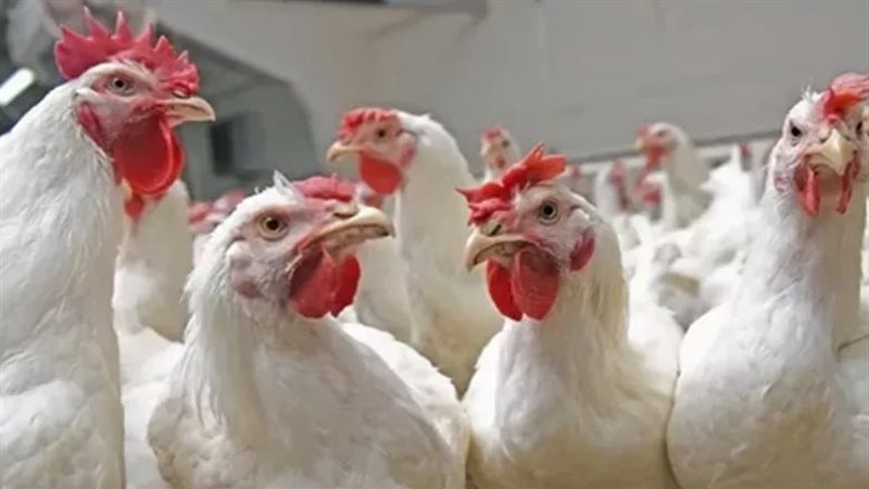مزارع الدواجن، فيتو