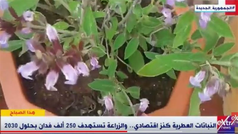 النباتات العطرية