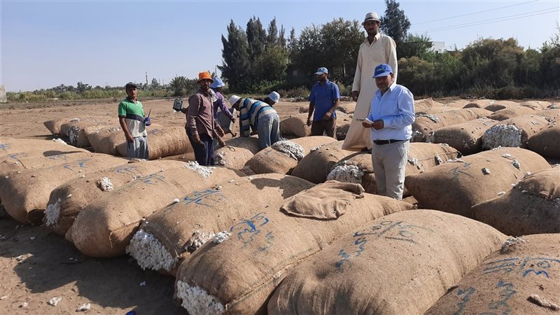  عمليات جمع القطن