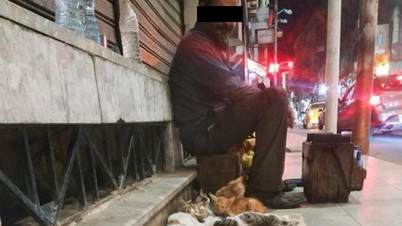 ماسح الأحذية والقطط