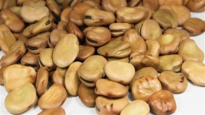 تفسير حلم الفول في