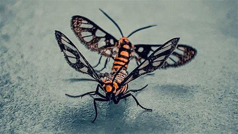 نماذج من الأعمال
