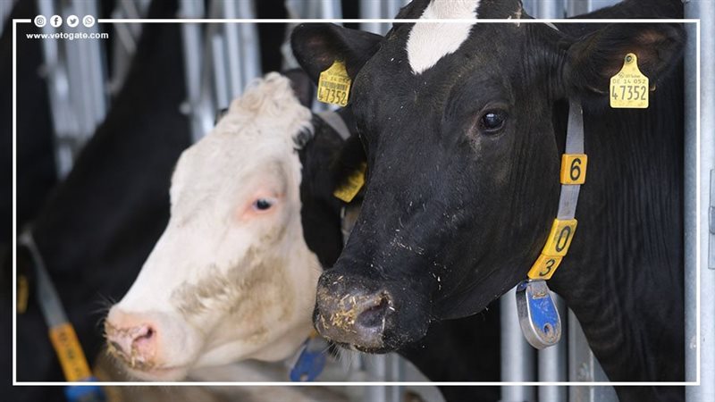 الصين تستنسخ بقرة