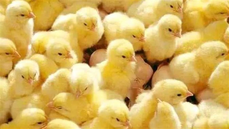 الاصول الوراثية للدواجن،