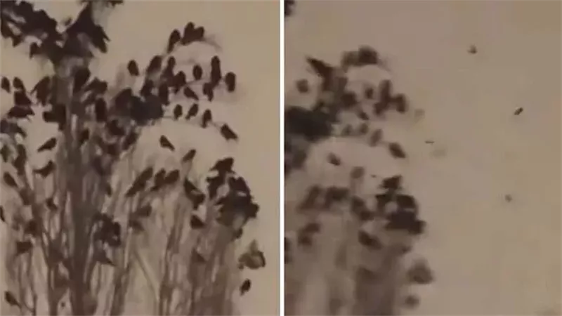 الحيوانات قبل زلزال