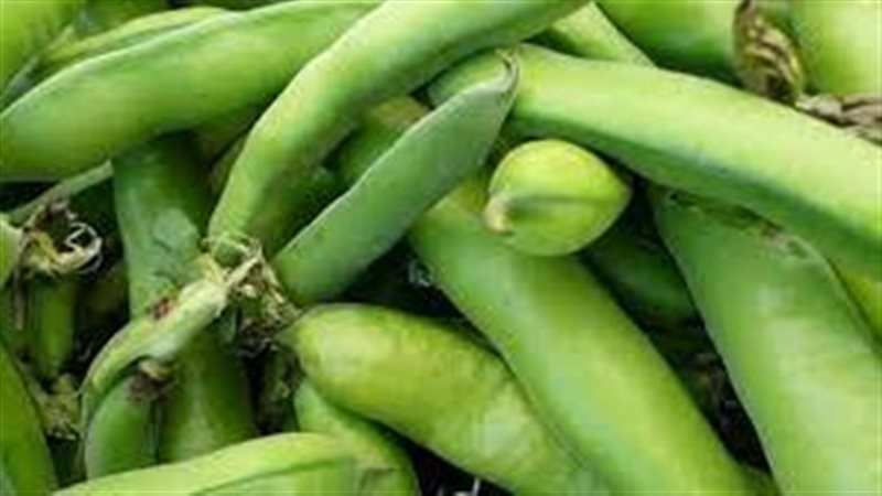 تفسير رؤية الفول