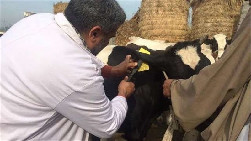 التحصينات -فيتو