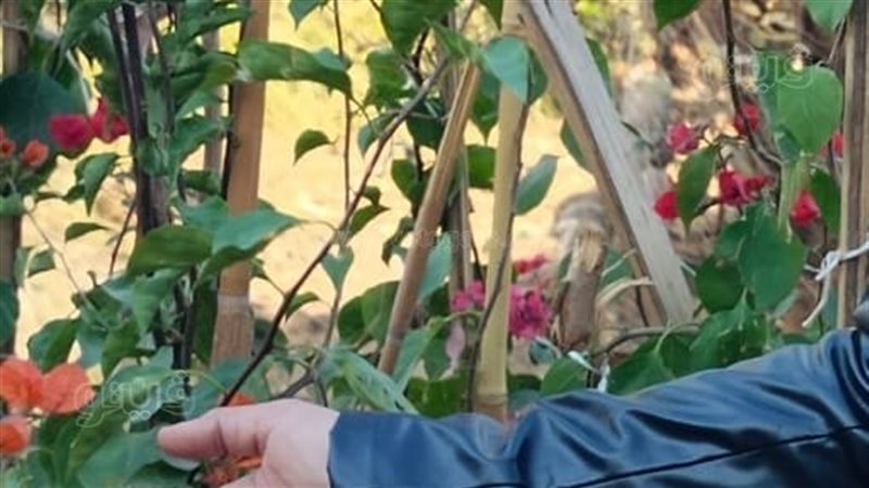 أشجار سعودية في قنا،
