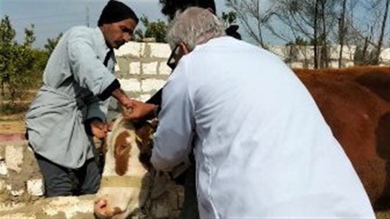 جانب من الفحص -فيتو
