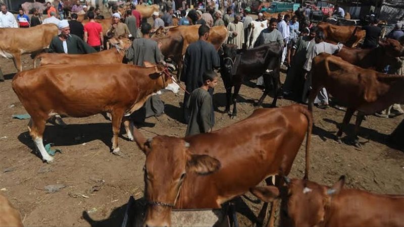ماشية،فيتو