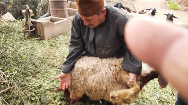 المواطن مع الأغنام،