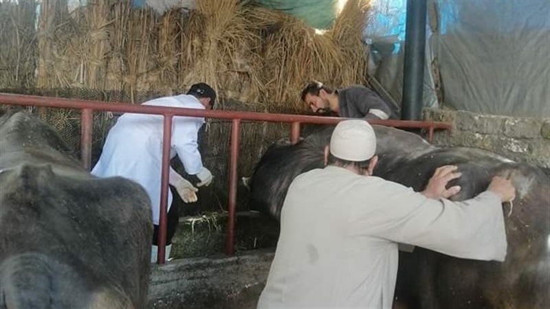 تحصين الماشية بمحافظة