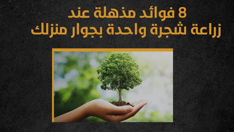 شجرة، فيتو