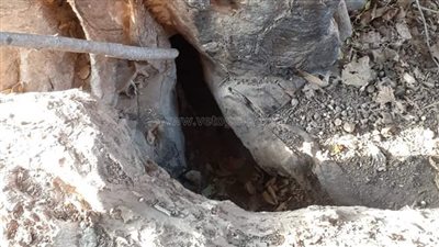 الذئاب تثير الذعر فى المنوفية والطب البيطرى يشكل 3 لجان (فيديو)
