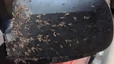 مسئولو الأحياء والصحة والزراعة بالإسكندرية يردون على انتشار حشرات بطريق محور التعمير 