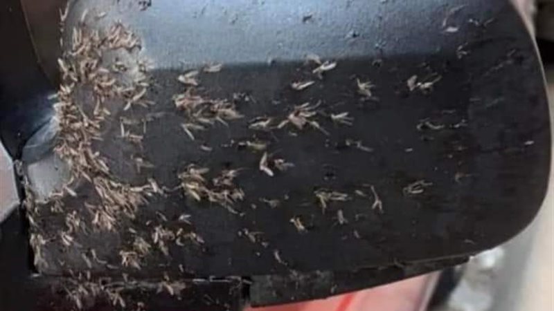 أسباب الحشرات بالإسكندرية،