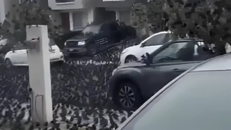 الطيور تغزو المكسيك،