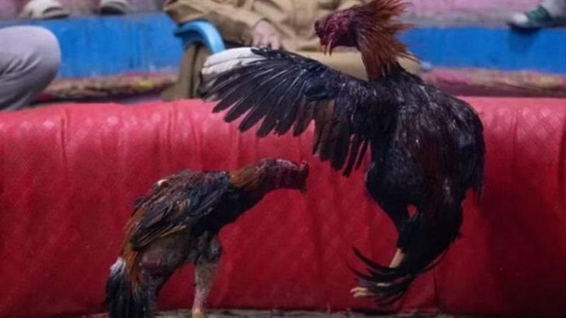 مصارعة الديوك، فيتو