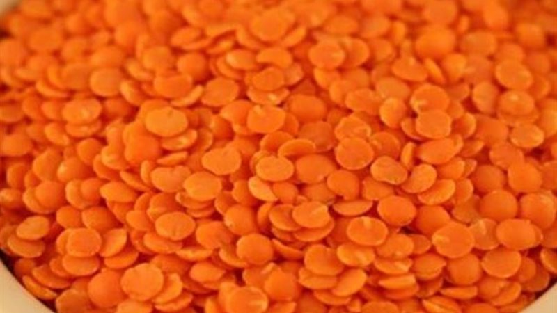 أسعار العدس اليوم،