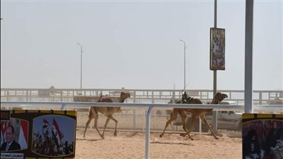 محافظ جنوب سيناء يشهد السباق التنشيطي للهجن بمشاركة أكثر من 1100 جمل