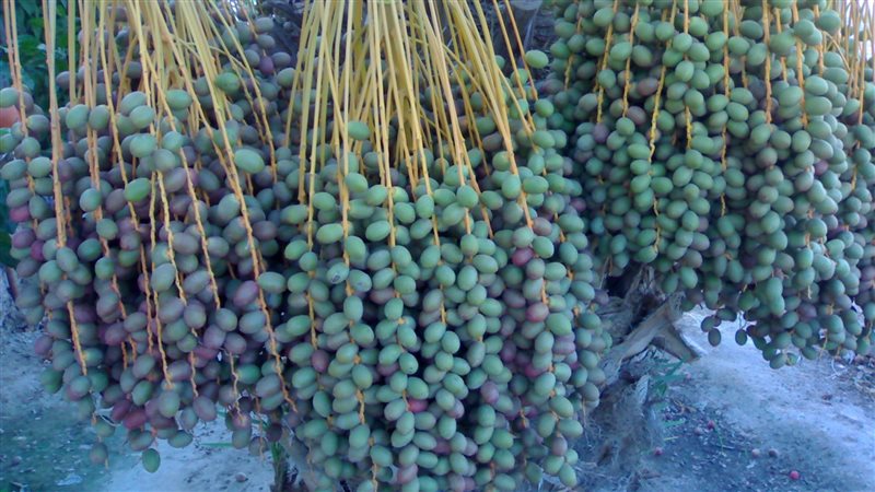 تفسير رؤية البلح
