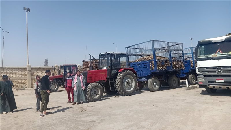 توريد بنجر السكر