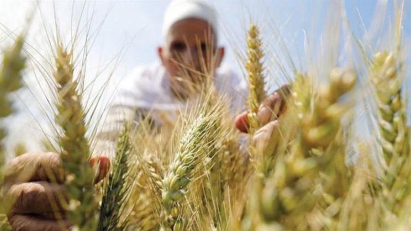 بدء موسم زراعة القمح،