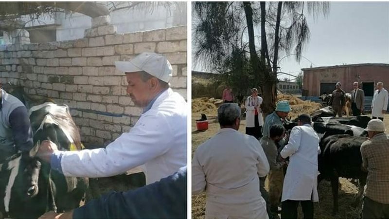 تحصين الماشية بالبحيرة،