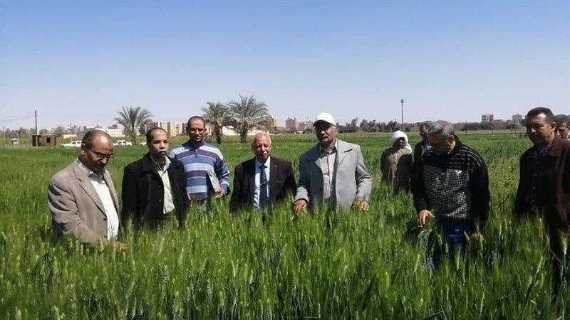 زراعة القمح، فينو